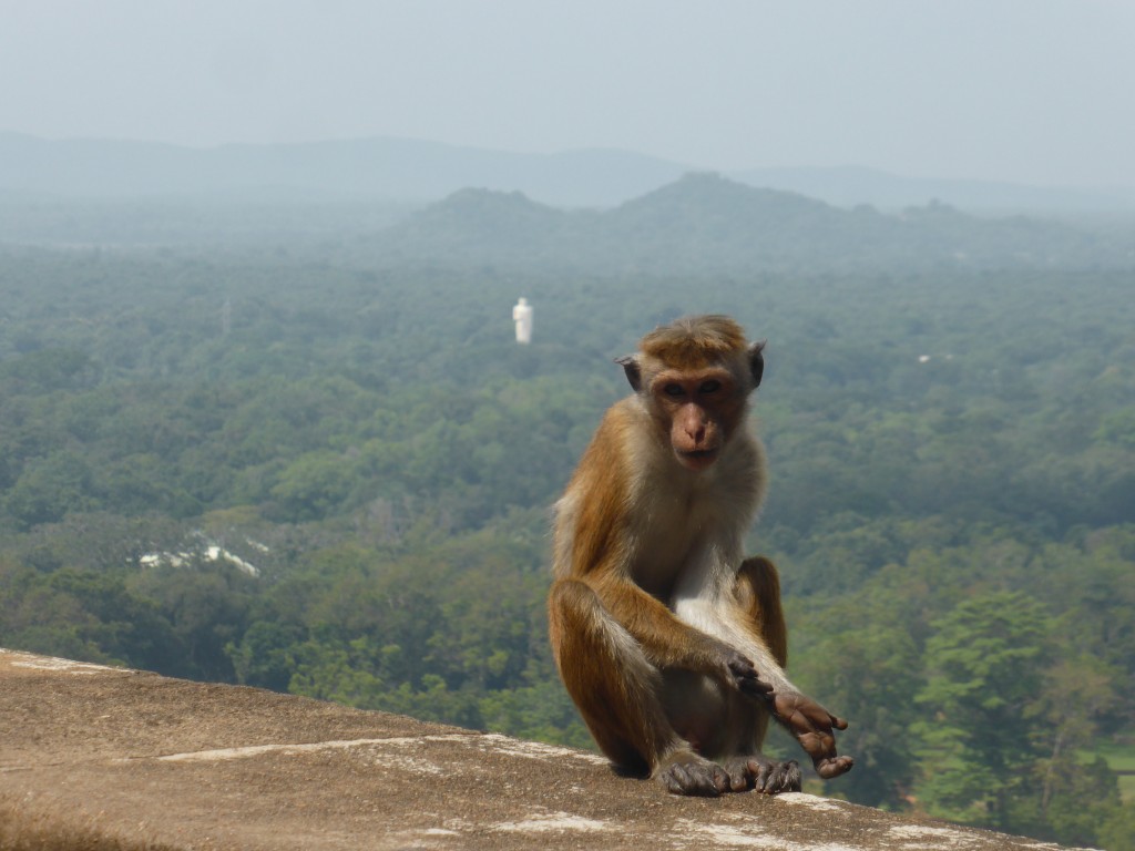 One of the monkeys on our hike - he tried to steal a granola bar from Vivian!  That is a buddha in the distance.