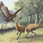 A depiction of two Moas being hunted by a Haast's Eagle. Scientists believe Moas carried their heads low to the ground, and not up right like in this picture.
