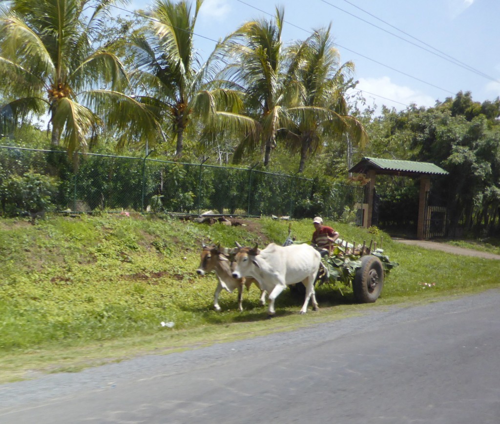Oxen carts are a common sight here, even along busy freeways
